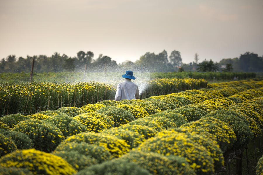 Máquina cosechadora en campo productivo