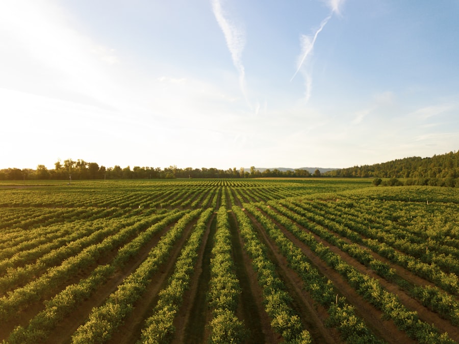 Maquinaria agrícola trabajando en campo